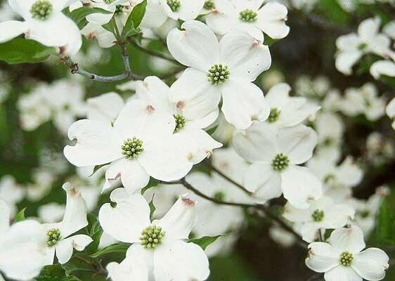 2 White Flowering Dogwood Trees - 10-16" Tall Seedlings - Live Plants - Quart Pots - The Nursery Center