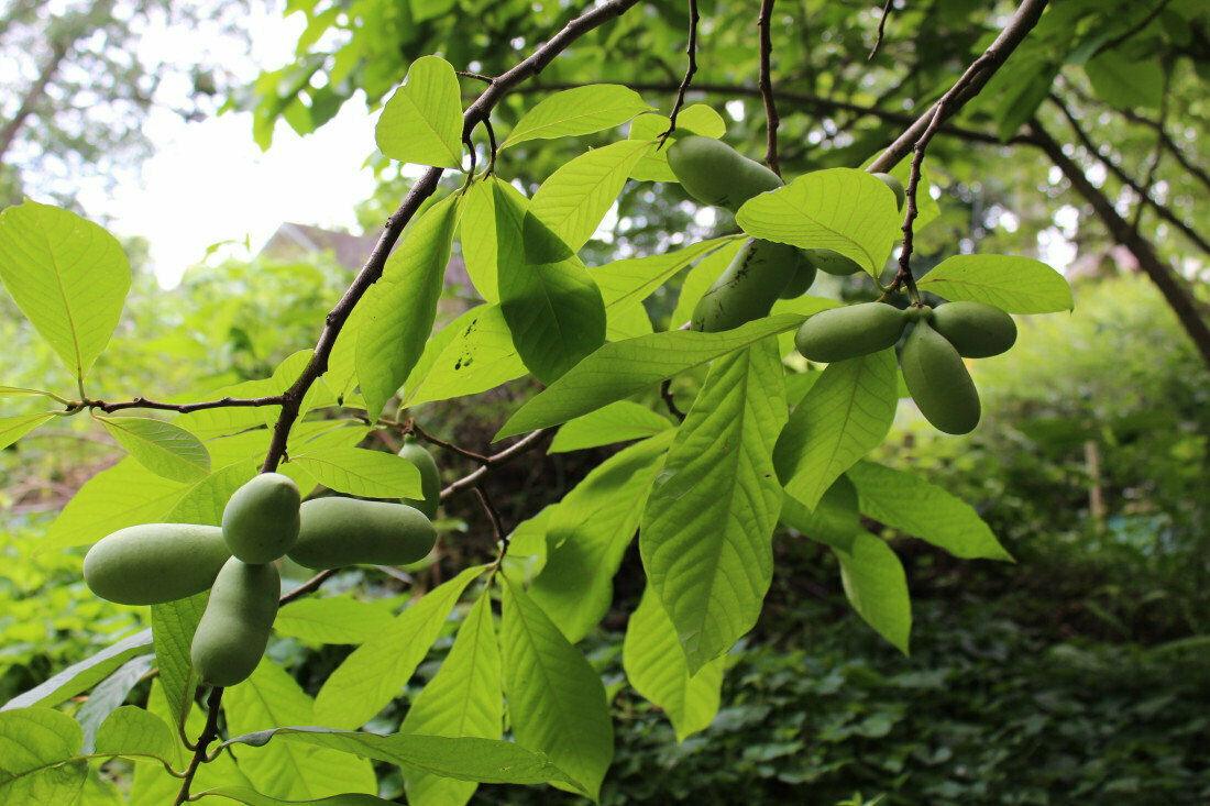 Paw Paw Indian Banana Tree - 6-12" Tall Live Plant - Quart Pot - Asimina Triloba - The Nursery Center