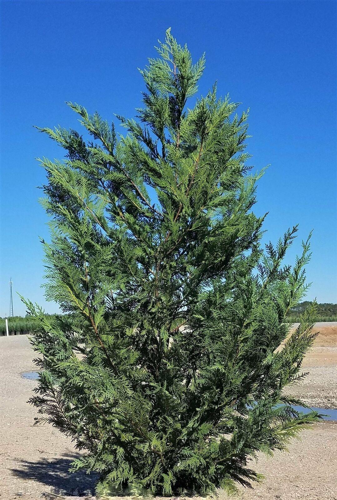 25 Murray Cypress Trees - 6-12" Tall Live Plants - 2.5" Pots - Christmas Trees - Murray x Cypress - The Nursery Center