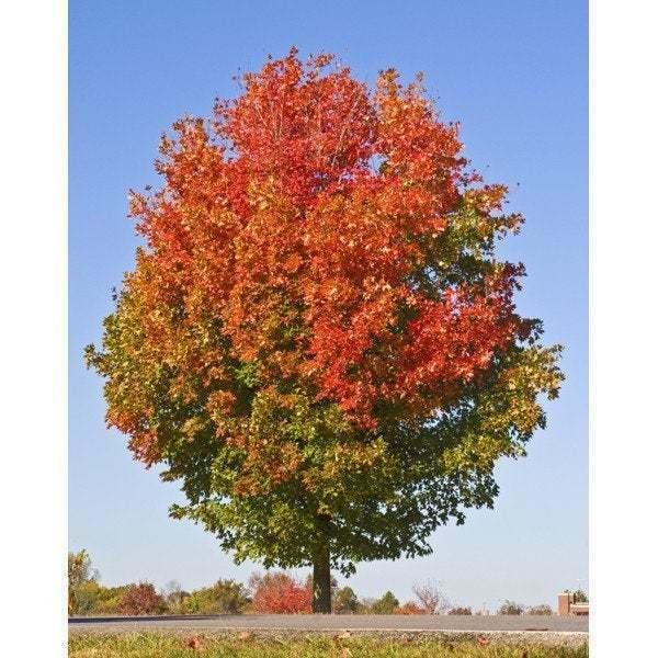 October Glory Maple Tree - Live Plant - 12-24" Tall - Quart Pot - Fast Growing - The Nursery Center