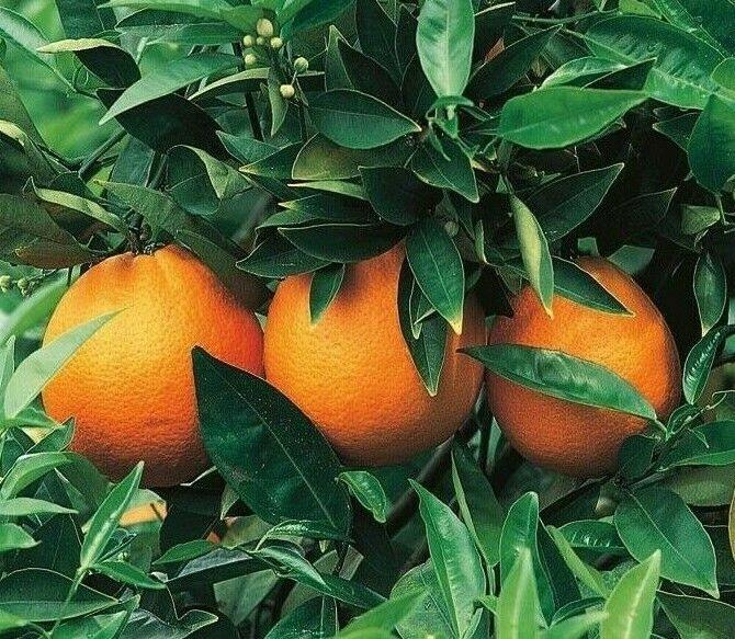 Dwarf Honeybell (Minneola Tangelo) Tree - 26-30" Tall - Live Citrus Plant - Gallon Pot - Grafted - Citrus x tangelo 'Minneola' - The Nursery Center