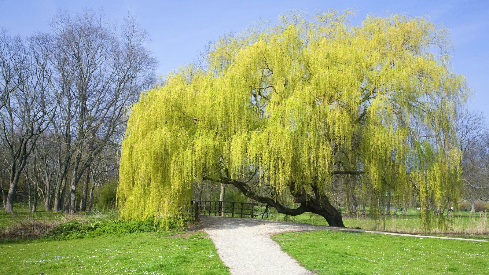 Weeping Willow Tree - 24-36" Tall - Live Plant - Bareroot - Salix babylonica - The Nursery Center