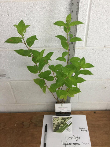 2 Limelight Hydrangea Shrubs/Bushes - Live Plants - 6-10" Tall Seedlings - Quart Pots - The Nursery Center