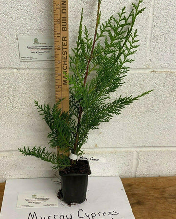 Murray Cypress Tree - Live Potted Plant - 6-12