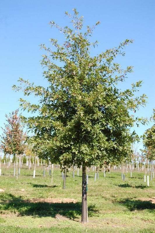 2 Pin Oak Trees - Live Potted Plants - 12-18" Tall, 4" Pot - Quercus palustris - The Nursery Center