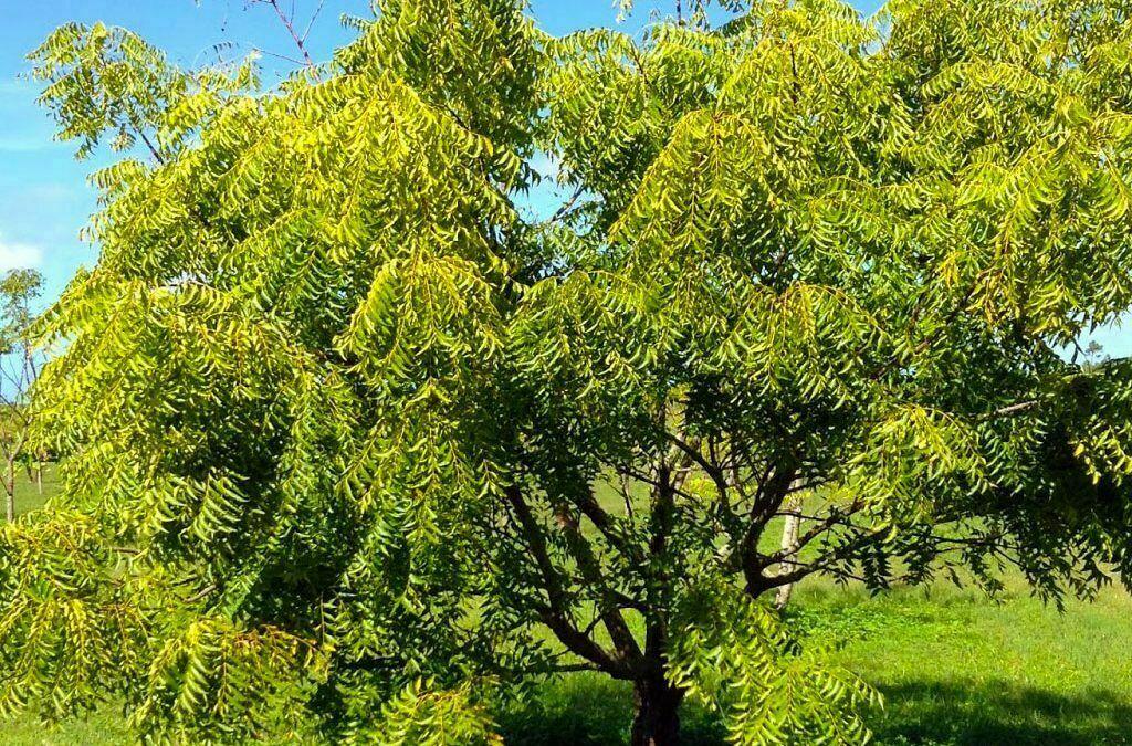 Neem Tree - 24-36" Tall Live Plant - 1 Gallon Pot - Outdoor Seedling - Azadirachta indica - The Nursery Center