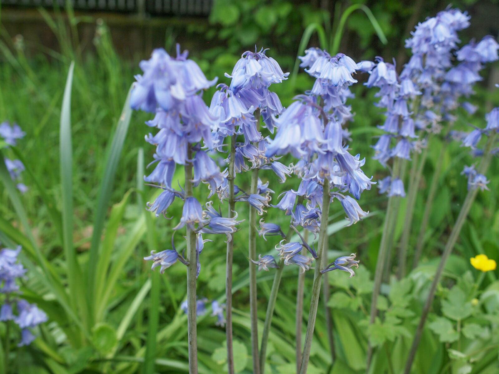 20 Virginia Bluebell Flowers/Roots - Blue Bell Plants - Mertensia virginica - The Nursery Center