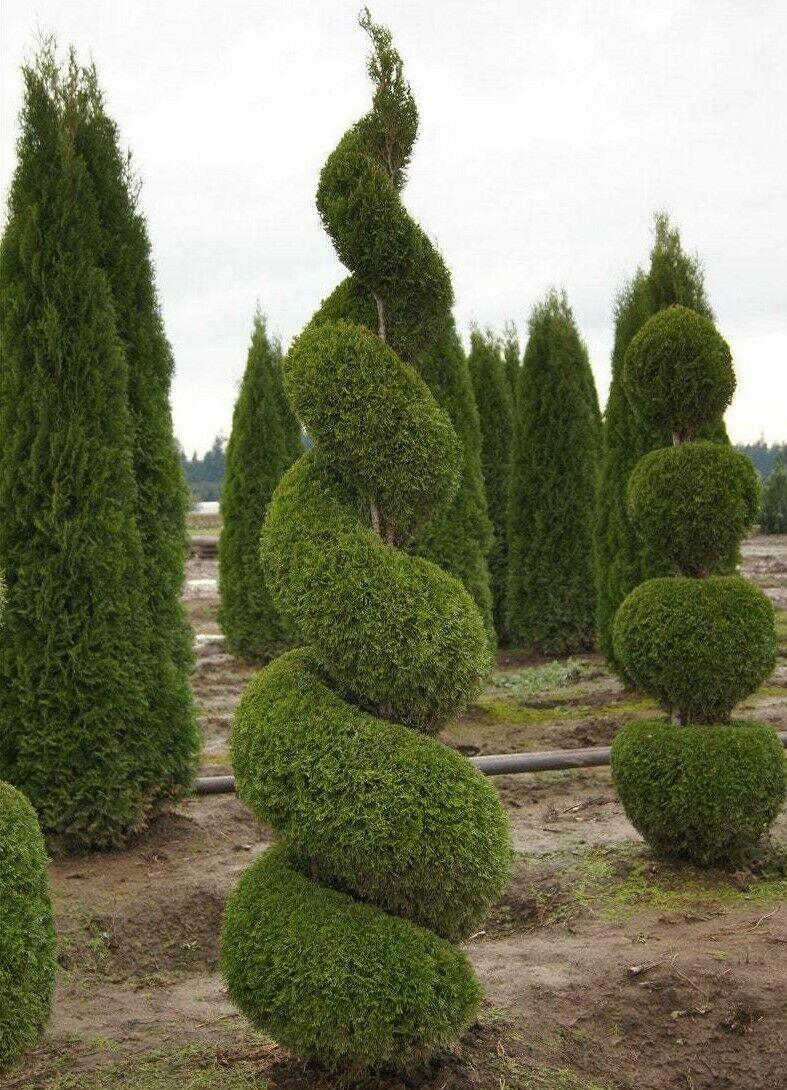 Thuja occidentalis Smaragd-White Cedar Emerald