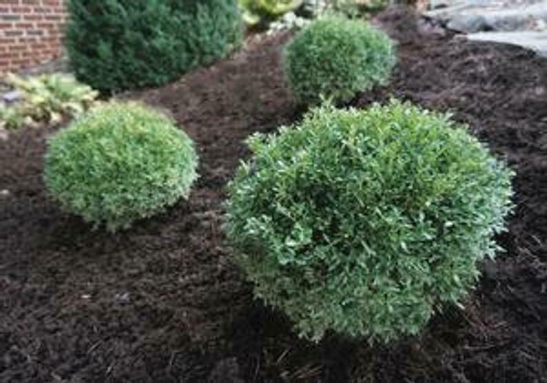 2 Green Mountain Boxwood Shrubs/Bushes - Live Plants - 6-12" Tall - Quart Pots - The Nursery Center