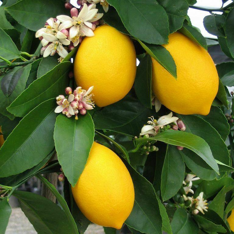 Dwarf Improved Meyer Lemon Tree - 26-30" Tall Live Fruit Plant - Gallon Pot - Indoor/Patio Plant - Grafted - Citrus × meyeri - The Nursery Center