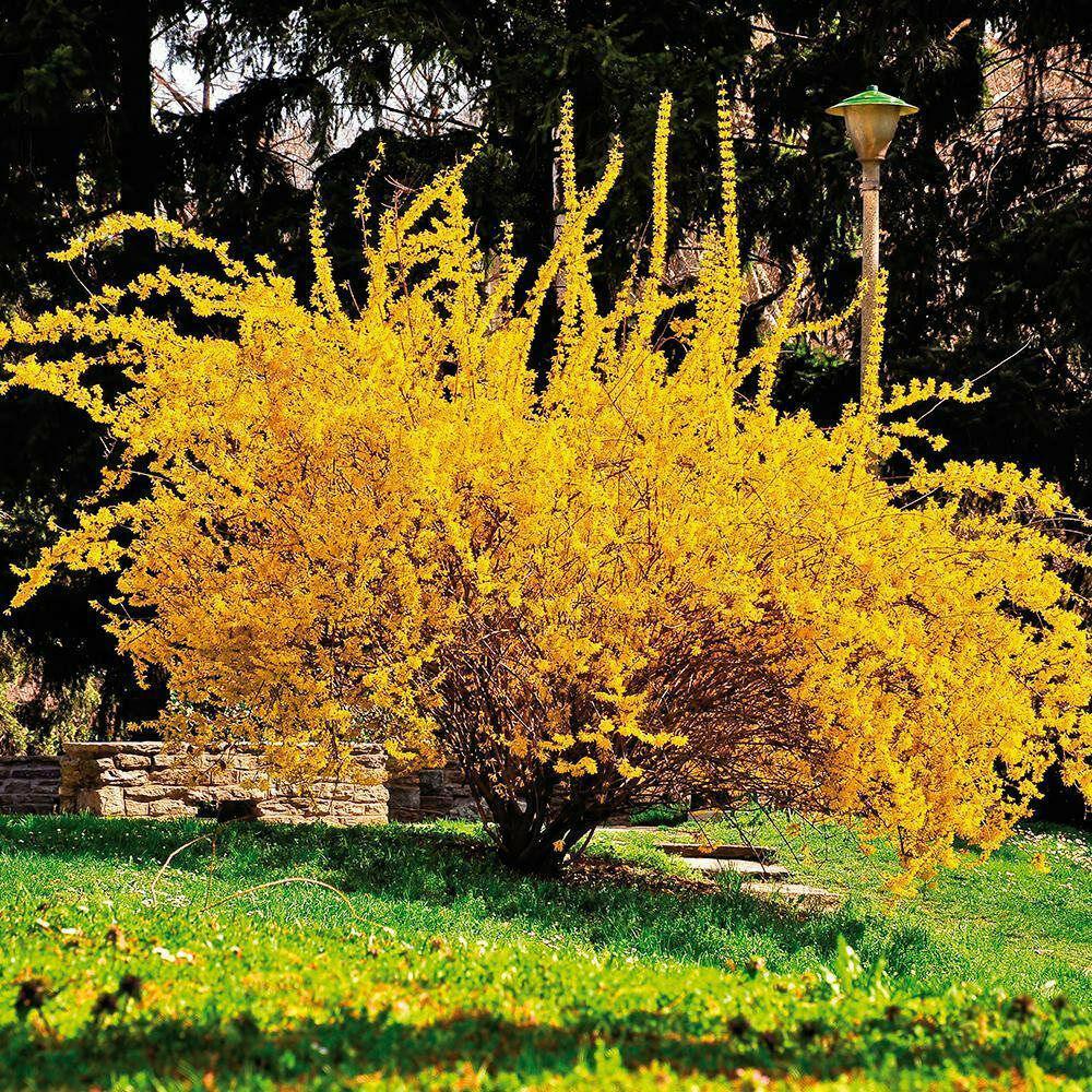 2 Forsythia Lynwood Gold Shrubs - Live Golden Bells Plants - 6-12" Tall - 4" Pot - The Nursery Center