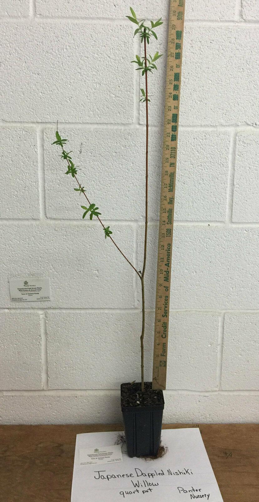 2 Japanese Nishiki Dappled Willow Shrubs/Trees - 8-12" Tall Live Plants - 4" Pot - The Nursery Center