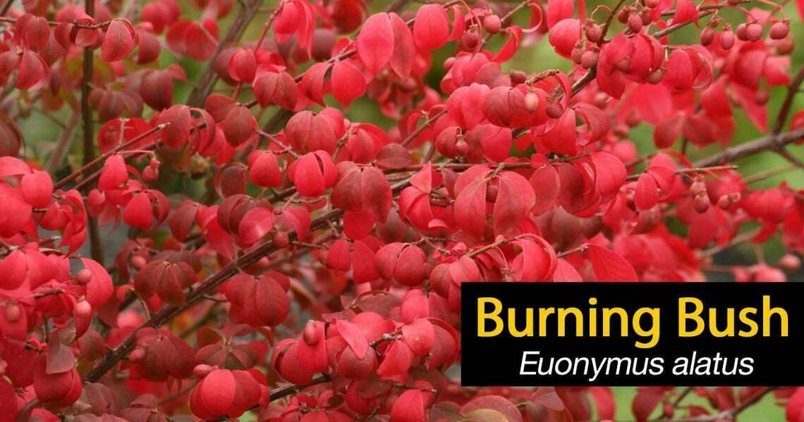 Dwarf Burning Bush/Shrub - Gallon Pot - 12-18" Tall Live Plant - Euonymus alatus - The Nursery Center