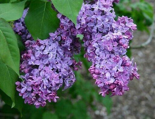 Old Fashioned (Common) Lilac Shrub/Bush - 18-24" Tall Live Plant - Syringa vulgaris - The Nursery Center