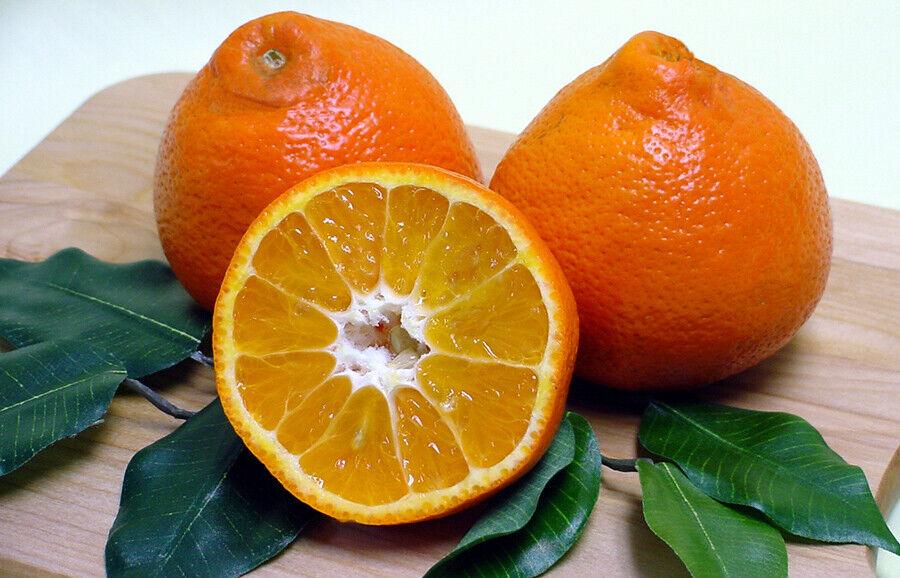 Sugar Belle Orange/Tangerine Tree - 26-30" Live Citrus Plant - Mandarin Hybrid - The Nursery Center