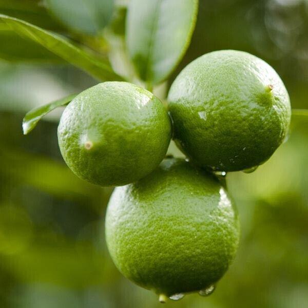 Dwarf Mexican Key Lime Tree - 26-30" Tall - Live Citrus Plant - Gallon Pot - The Nursery Center