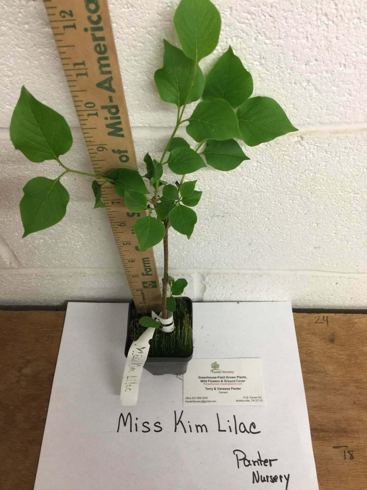 Miss Kim Lilac Shrub/Bush/Hedge - Live Potted Plant - 6-12" Tall - Quart Pot - The Nursery Center