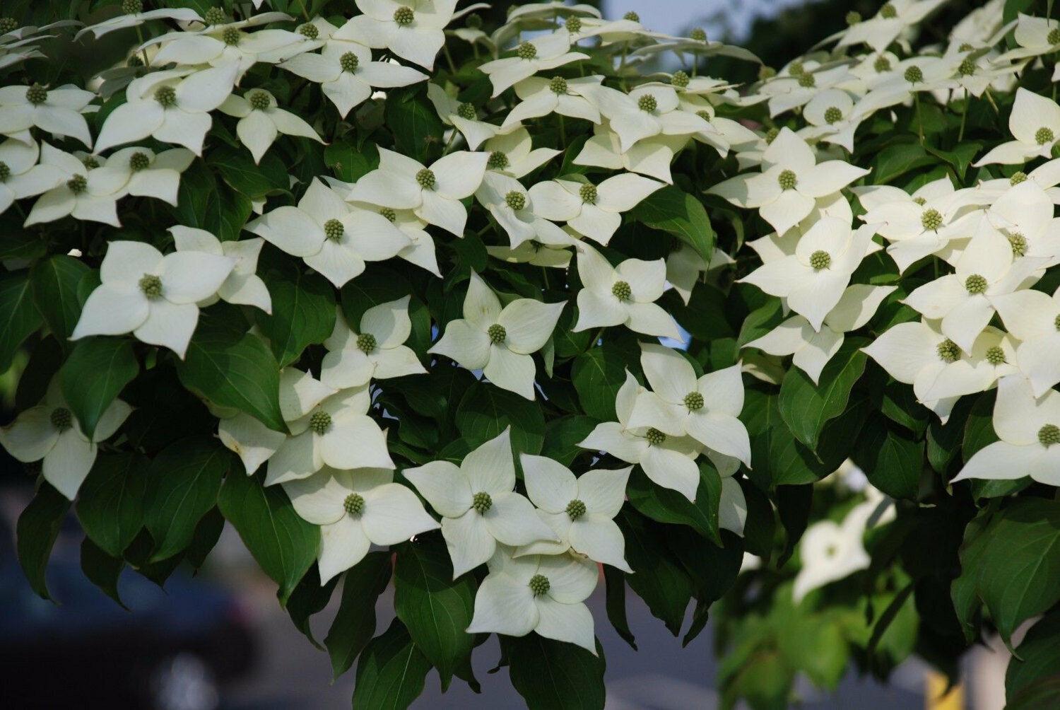 Kousa Japanese Dogwood Tree - 24-36