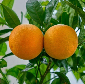 Dwarf Page Orange Tree - 26-30" Tall - Live Grafted Citrus Plant - 1 Gallon Pot - The Nursery Center