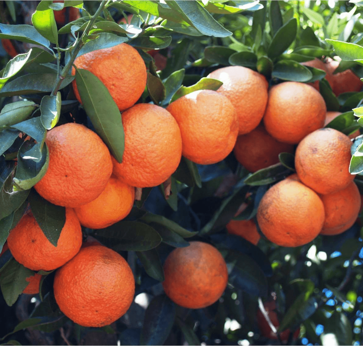 Sugar Belle Orange/Tangerine Tree - 26-30" Live Citrus Plant - Mandarin Hybrid - The Nursery Center