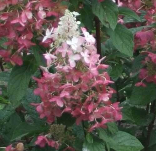 2 Pinky Winky Hydrangea Shrubs/Bushes - Live Plants - 6-12" Tall - Quart Pots - The Nursery Center