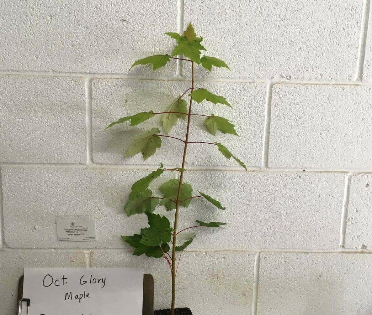October Glory Maple Tree - Live Plant - 12-24" Tall - Quart Pot - Fast Growing - The Nursery Center