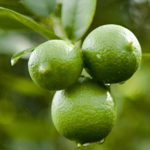 Thornless Mexican Key Lime Tree - Semi-Dwarf - 18-36" Tall - Live Citrus Plant - Indoor/Outdoor Patio Plant - Gallon Pot - The Nursery Center
