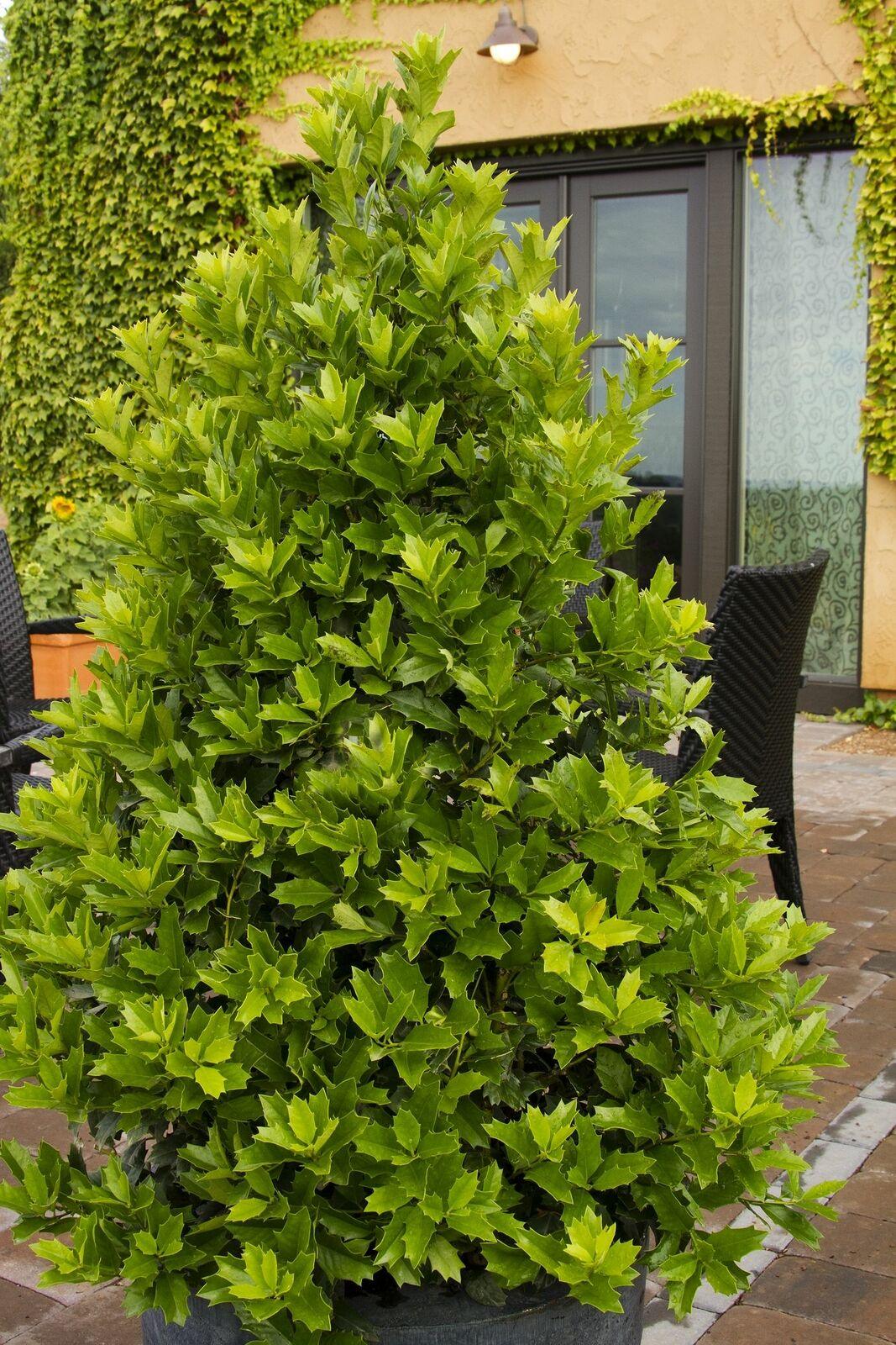 Oak Leaf Red Holly Shrub/Tree - 6-12" Tall Live Plant - 3" Pot - Ilex x 'Conaf' - The Nursery Center