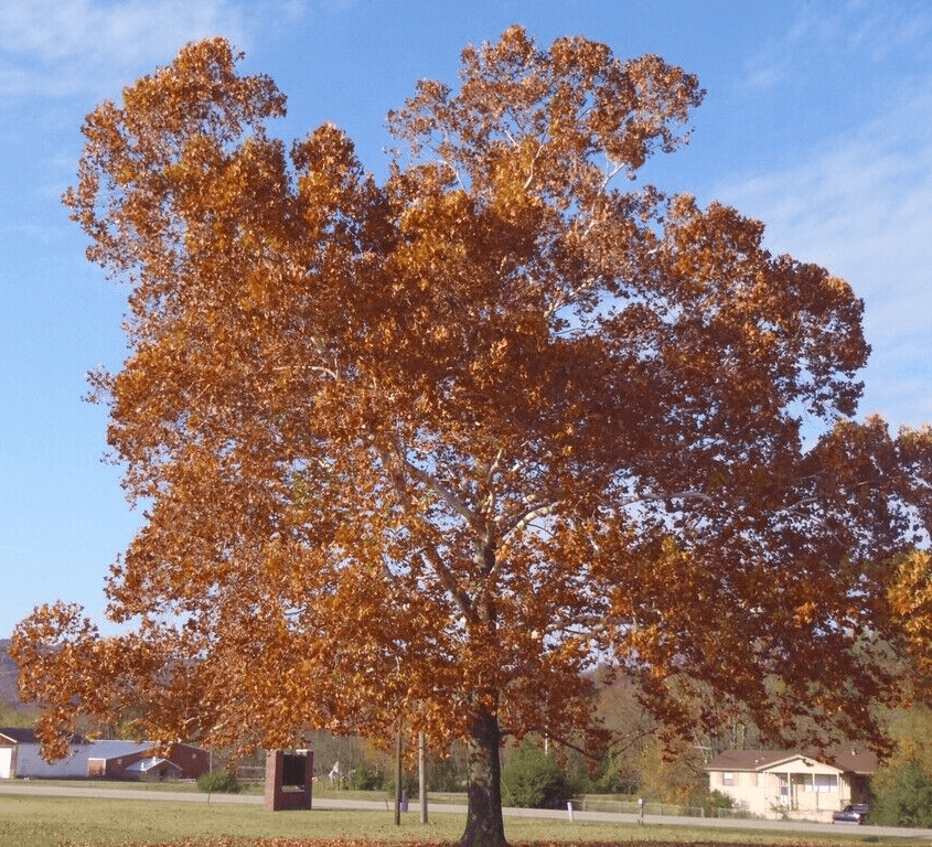 American Sycamore Tree - 36" Tall Seedling - Live Plant - Platanus occidentalis - The Nursery Center