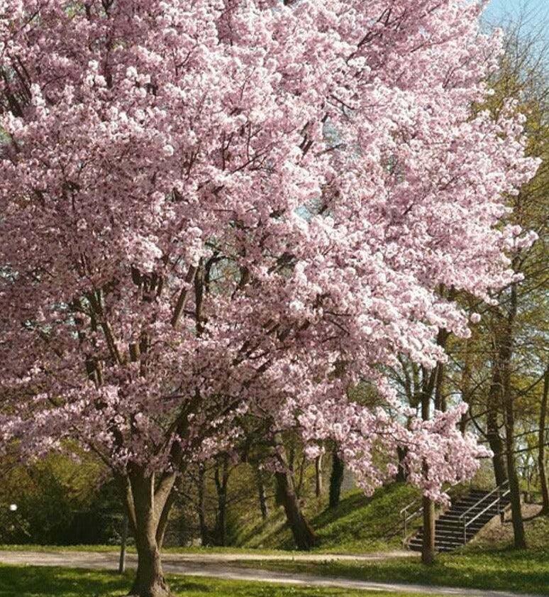 2 Autumnalis Flowering Cherry Trees - Live Plants - 6-12" Tall - 2.5" Pots - The Nursery Center