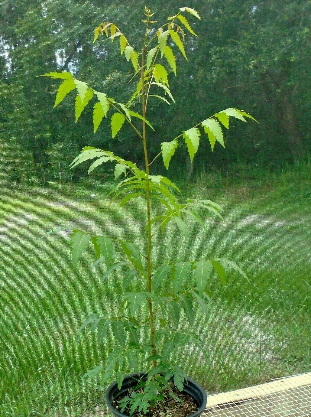 Neem Tree - 24-36" Tall Live Plant - 1 Gallon Pot - Outdoor Seedling - Azadirachta indica - The Nursery Center