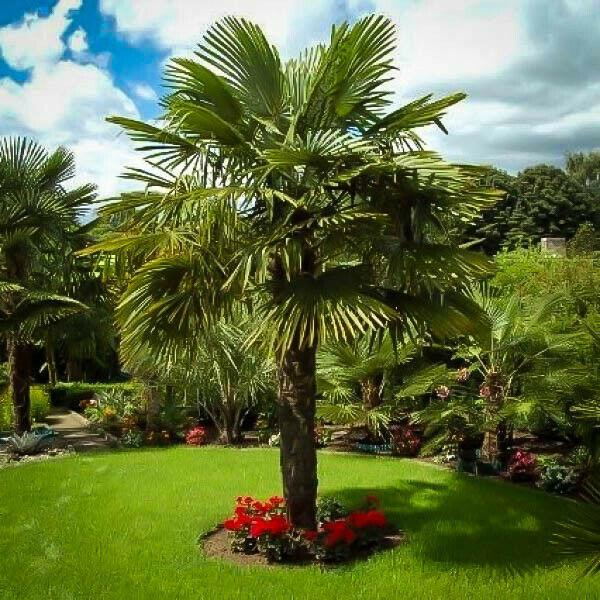 Windmill Palm Tree - 18-36" Tall Live Plant - 3 Gallon Pot - Trachycarpus fortunei - The Nursery Center