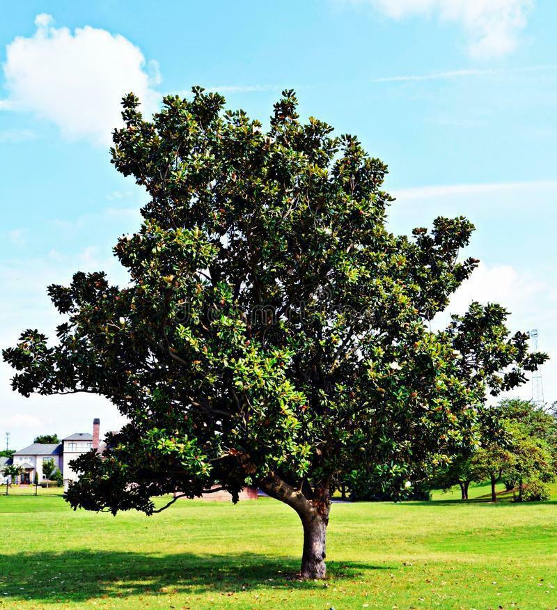 Southern Magnolia Tree - Live Potted Plant - 24-36" (2-3') Tall - Gallon Pot - The Nursery Center