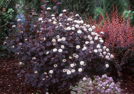 2 Crimson Diabolo Ninebark Shrubs/Bushes - Live Plants - 6-12" Tall - 2.5" Pot - The Nursery Center