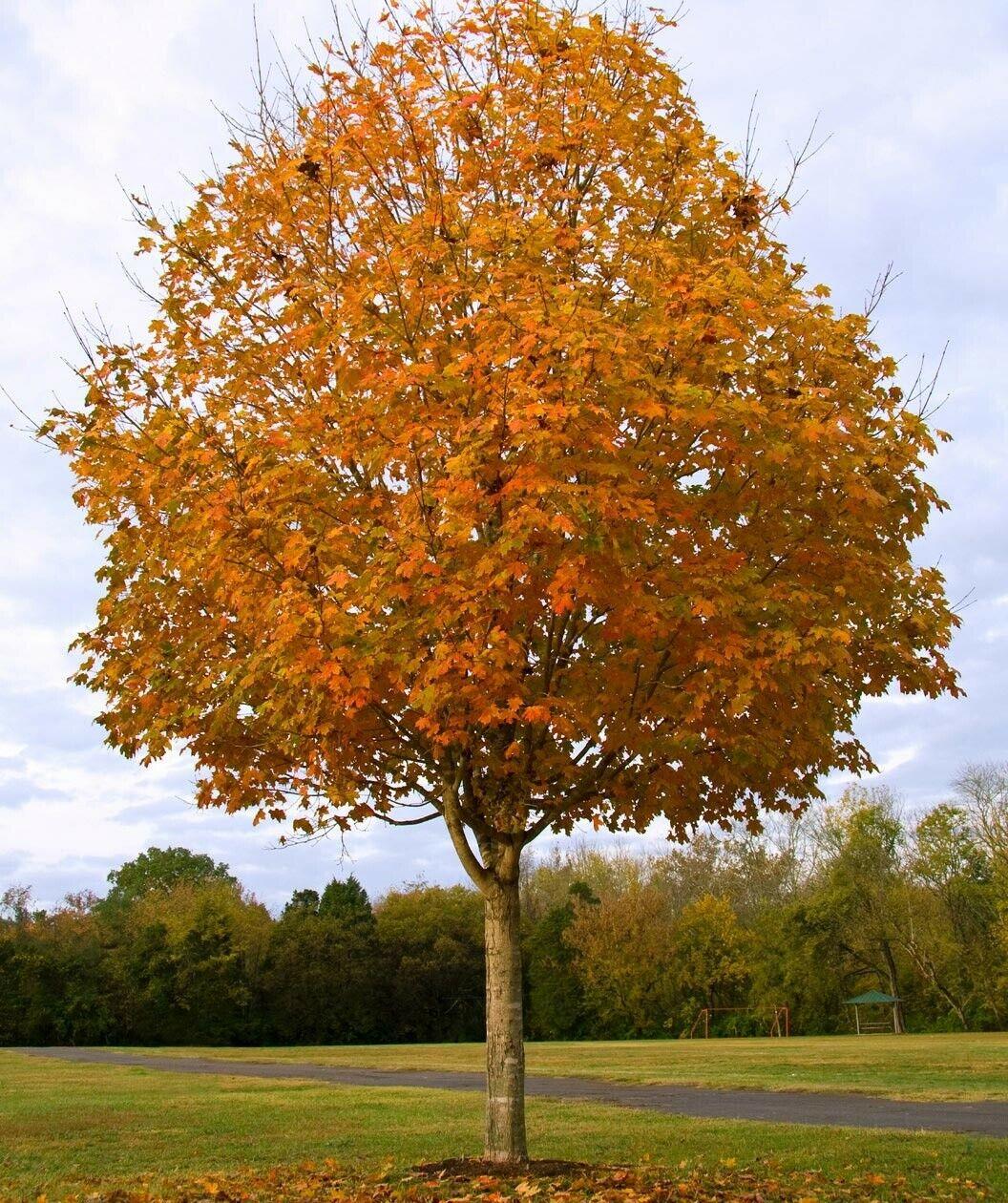 Sugar Maple Tree - Live Potted Plant - Quart Pot - 10-18" Tall - Acer saccharum - The Nursery Center