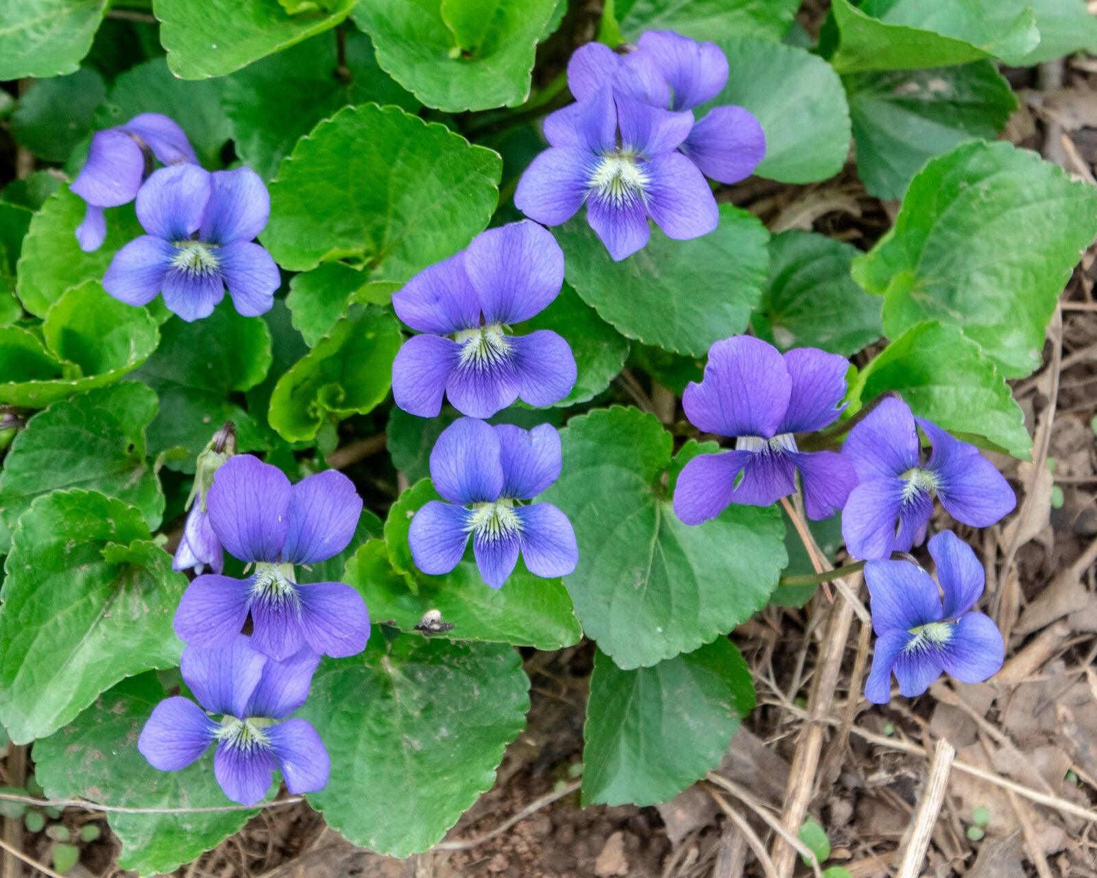 10+ Wild Common Blue Violet Flowers - Live Bareroot Perennial Plants - Viola Sororia - The Nursery Center