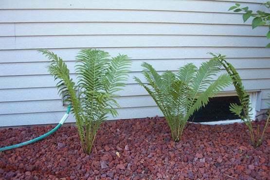 5 Tennessee Ostrich Glade Fern Rhizomes/Roots - 3-6" - Matteuccia struthiopteris - The Nursery Center