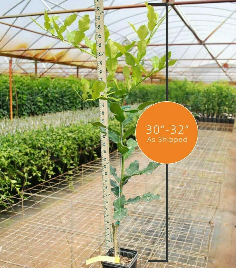 Dwarf Flame Grapefruit Tree - 26-30" Tall, Live Grafted Citrus Plant, Gallon Pot - The Nursery Center