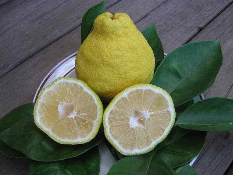 Dwarf Sanbokan Lemon Tree - 26-30" Tall - Live Grafted Citrus Plant - Gallon Pot - The Nursery Center