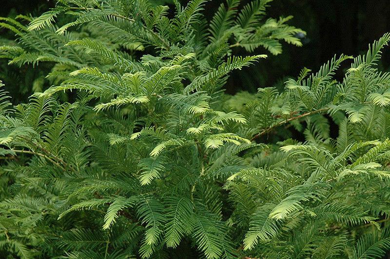 Dawn Redwood Tree - Live Plant - 8-12" Tall Seedling - Quart Pot - Metasequoia glyptostroboides - The Nursery Center