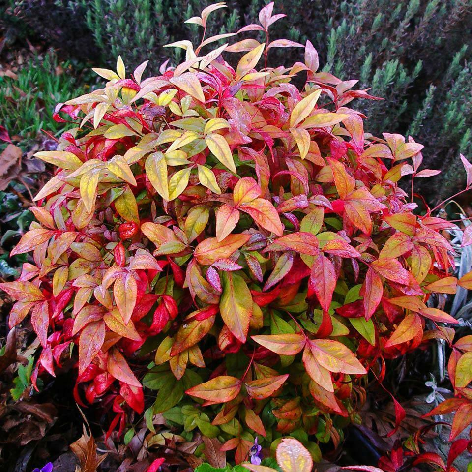 5 Dwarf Nandina Firepower Shrubs - Heavenly Bamboo Bushes - 4-10" Tall Live Plants - 2" Pots - The Nursery Center