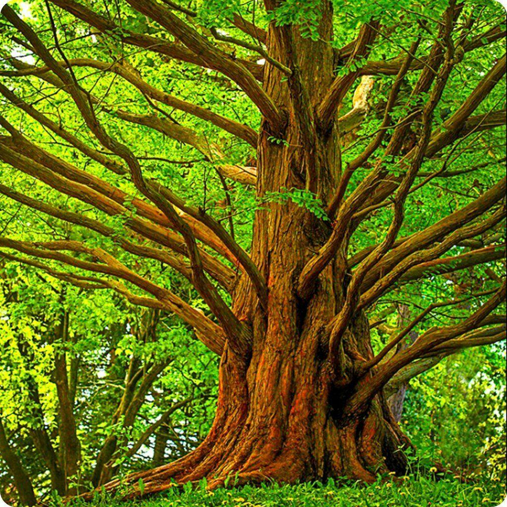 Dawn Redwood Tree - Live Plant - 8-12" Tall Seedling - Quart Pot - Metasequoia glyptostroboides - The Nursery Center