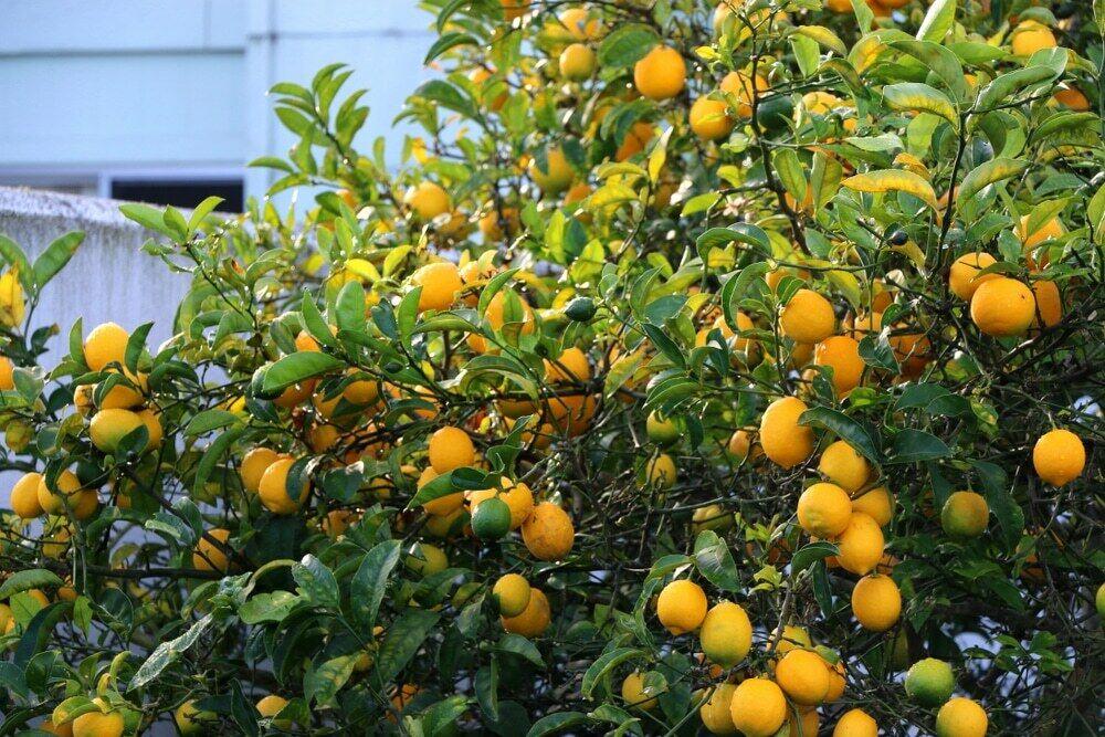 Improved Meyer Lemon Tree - 26-30" Tall - Live Fruit Plant - Gallon Pot - Citrus × meyeri - The Nursery Center