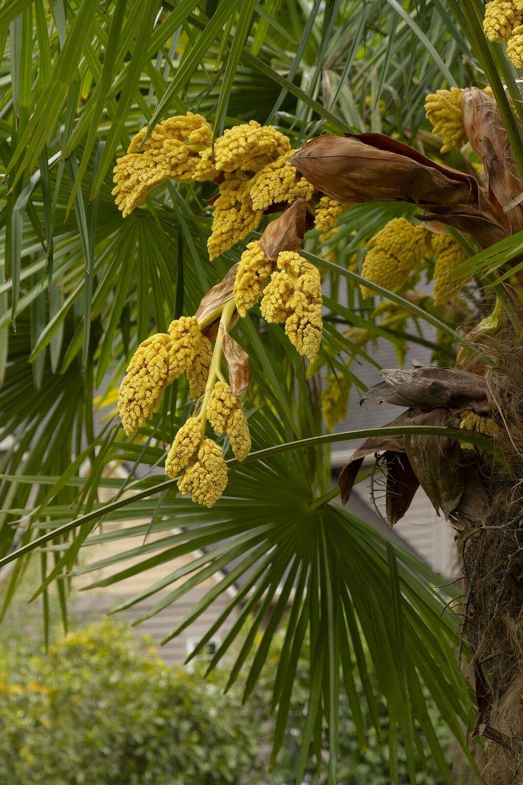 Windmill Palm Tree Seedling - 6-8+" Tall Live Plant - Trachycarpus fortunei - The Nursery Center