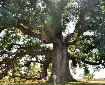 White Oak Tree - Live Potted Plant - 12-18