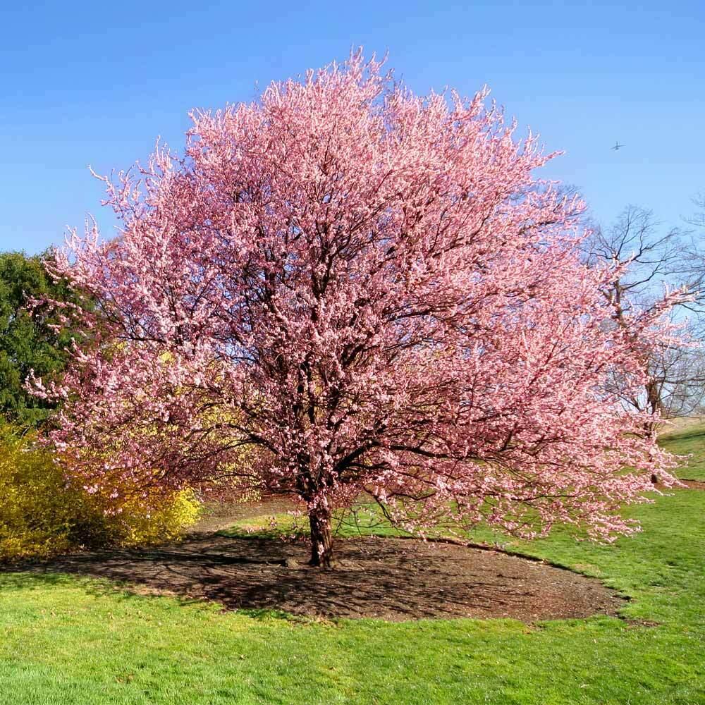 Kwanzan Flowering Cherry Tree - 36-48" Tall - Live Potted Plant - Prunus Kanzan - The Nursery Center