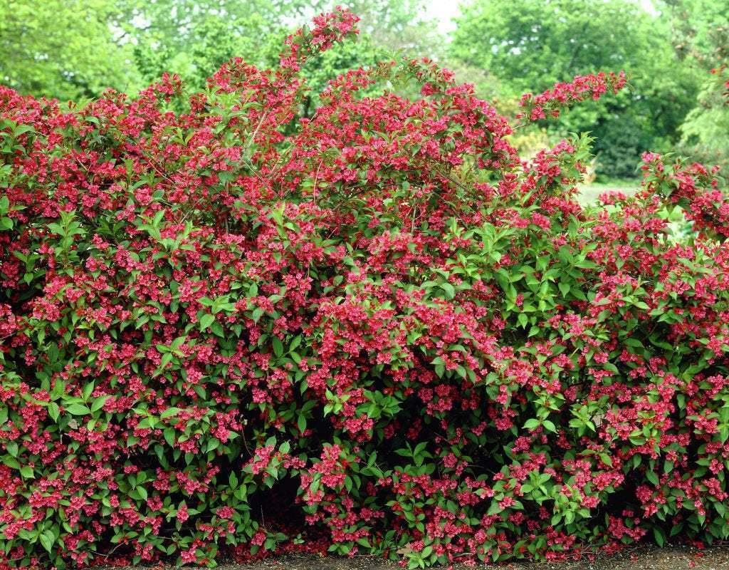 2 Ruby Red Weigela Shrubs - Live Potted Plants - 6-12" Tall Seedlings - 4" Pot - The Nursery Center