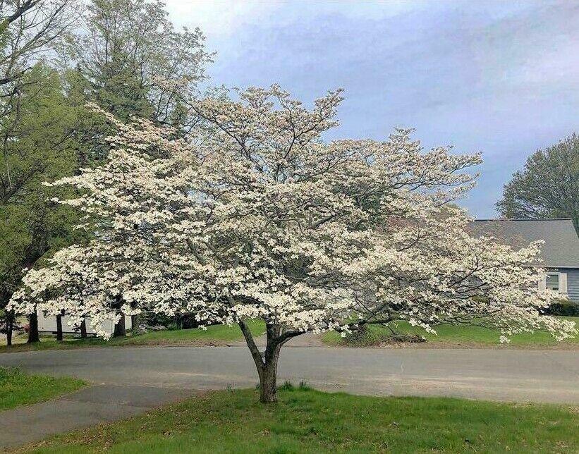 White Flowering Dogwood Tree - 16-24" Tall Live Plant - Quart Pot - Cornus florida - The Nursery Center
