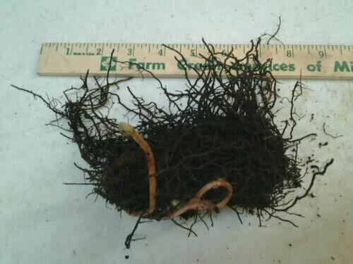 3 Lady Fern Roots/Root Systems - Common Ladyfern Plants - Athyrium filix-femina - The Nursery Center