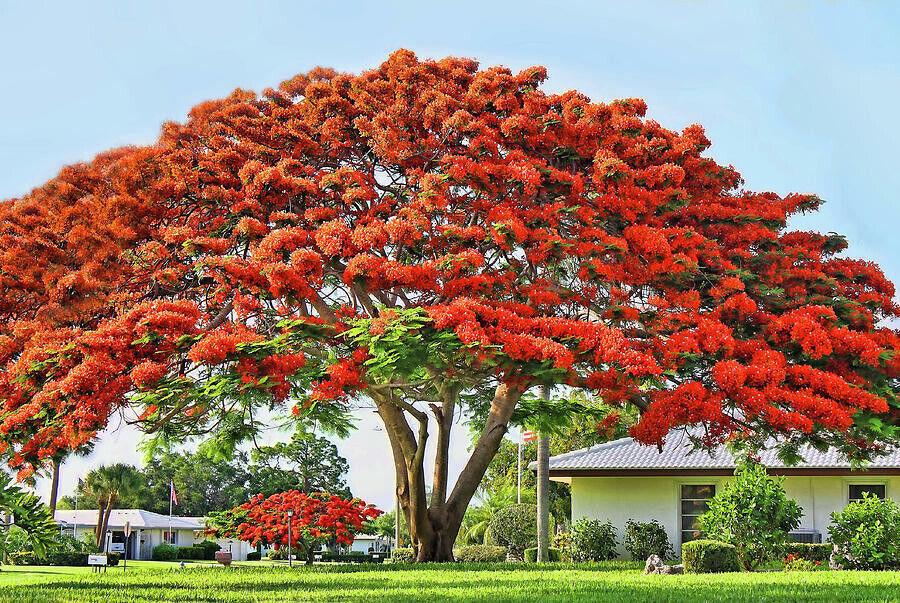 Royal Poinciana - Flamboyant - Flame Tree - 3-6" Tall Live Plant - Delonix regia - The Nursery Center